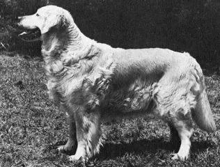 Dog picture