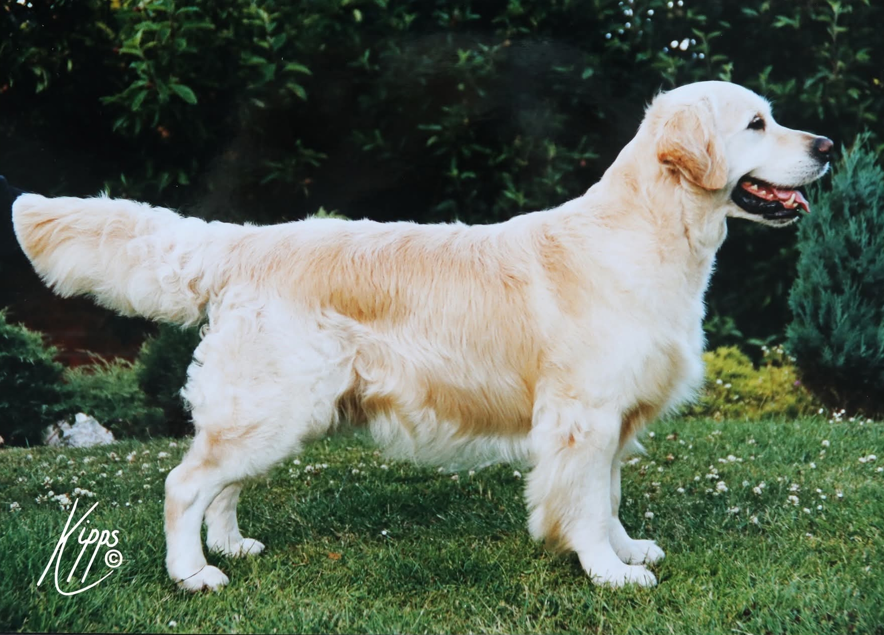 Dog picture