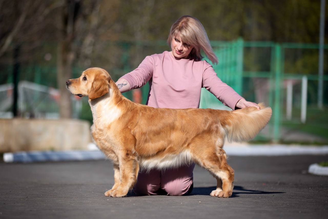 Dog picture