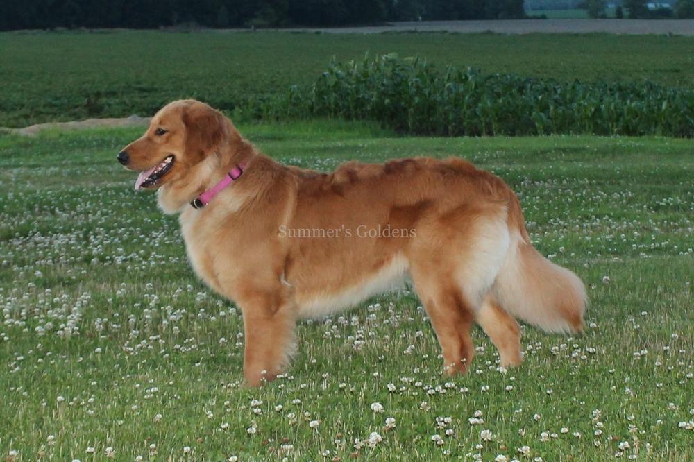 Dog picture