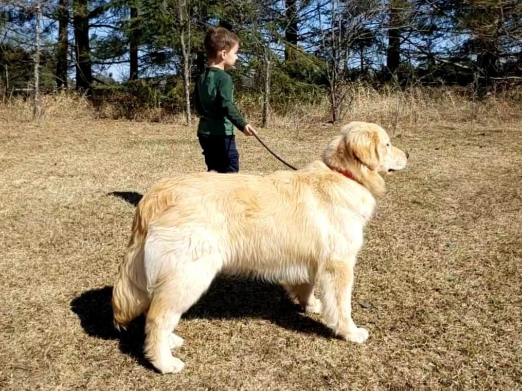 Dog picture