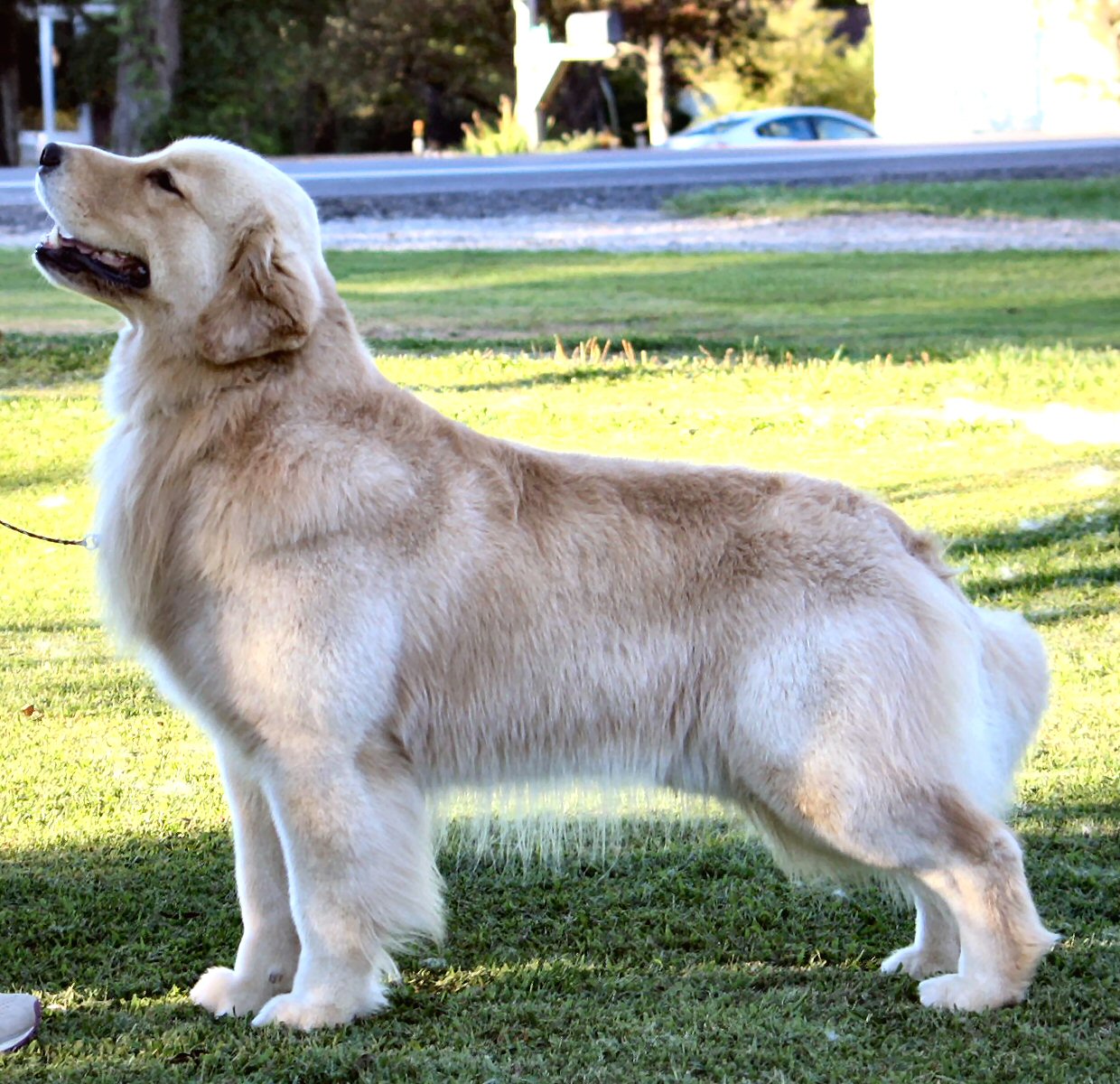 Dog picture