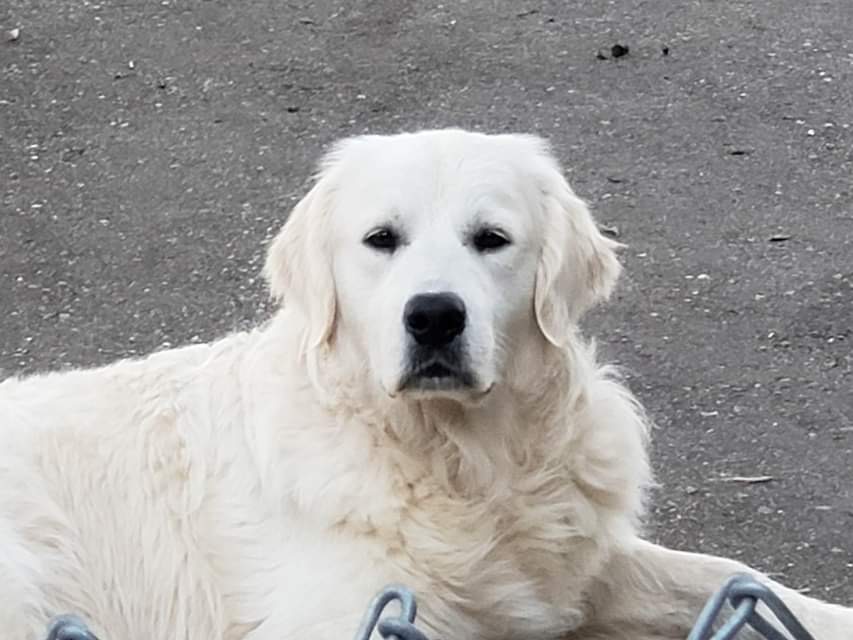 Dog picture