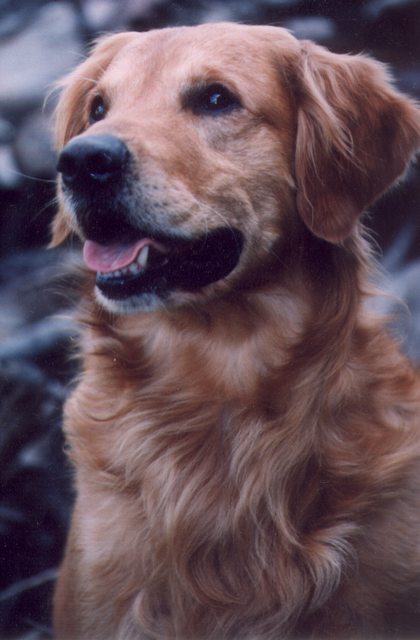 Dog picture