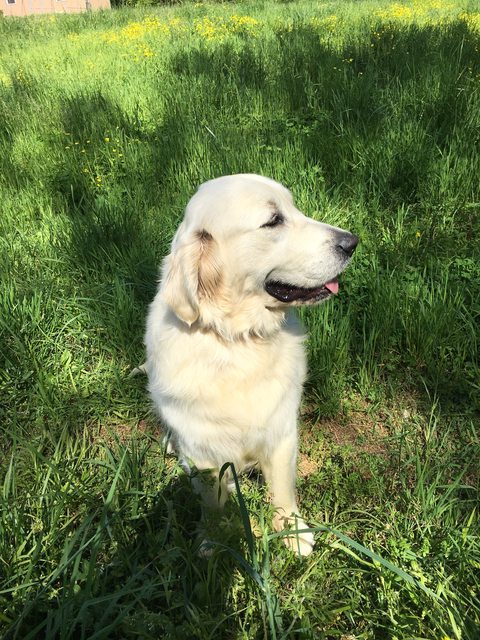 Dog picture