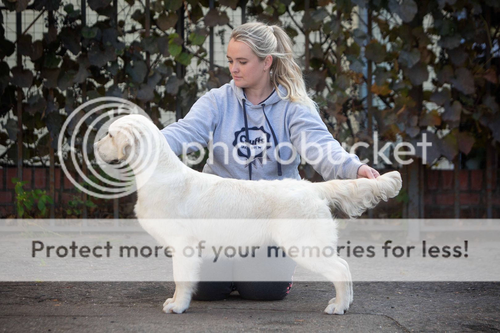 Dog picture