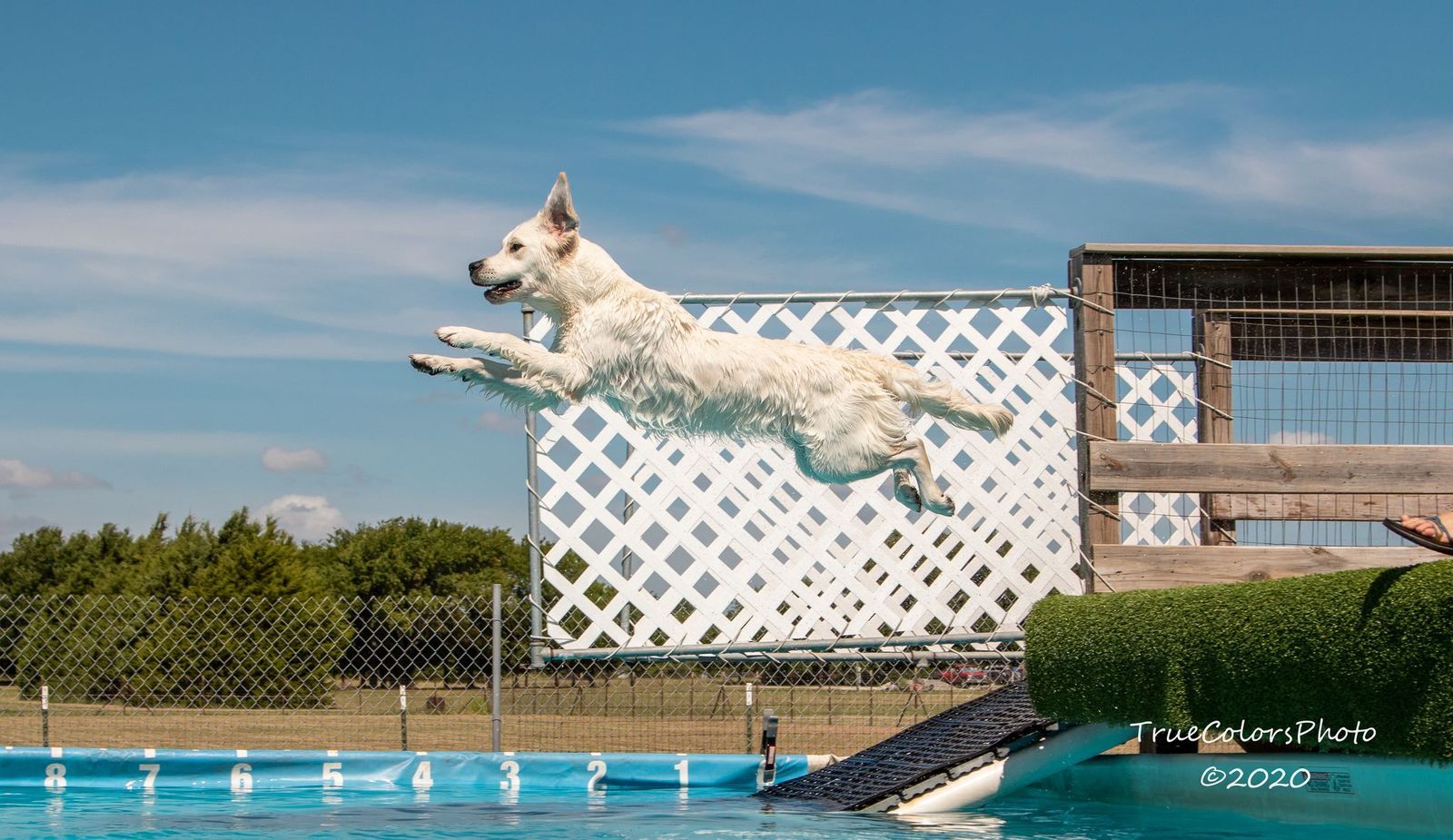 Dog picture