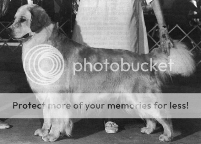 Dog picture