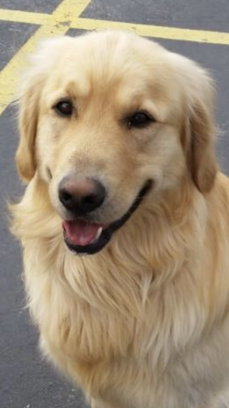 Dog picture