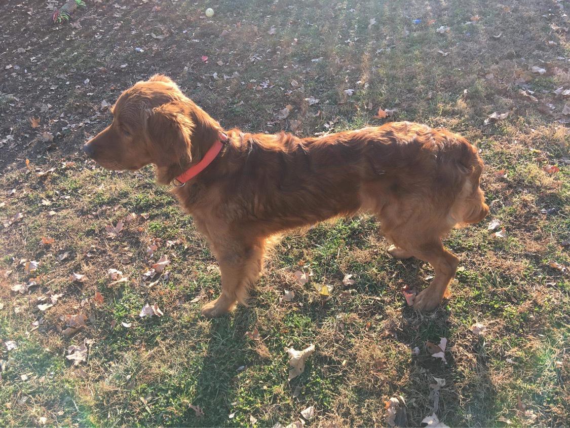 Dog picture