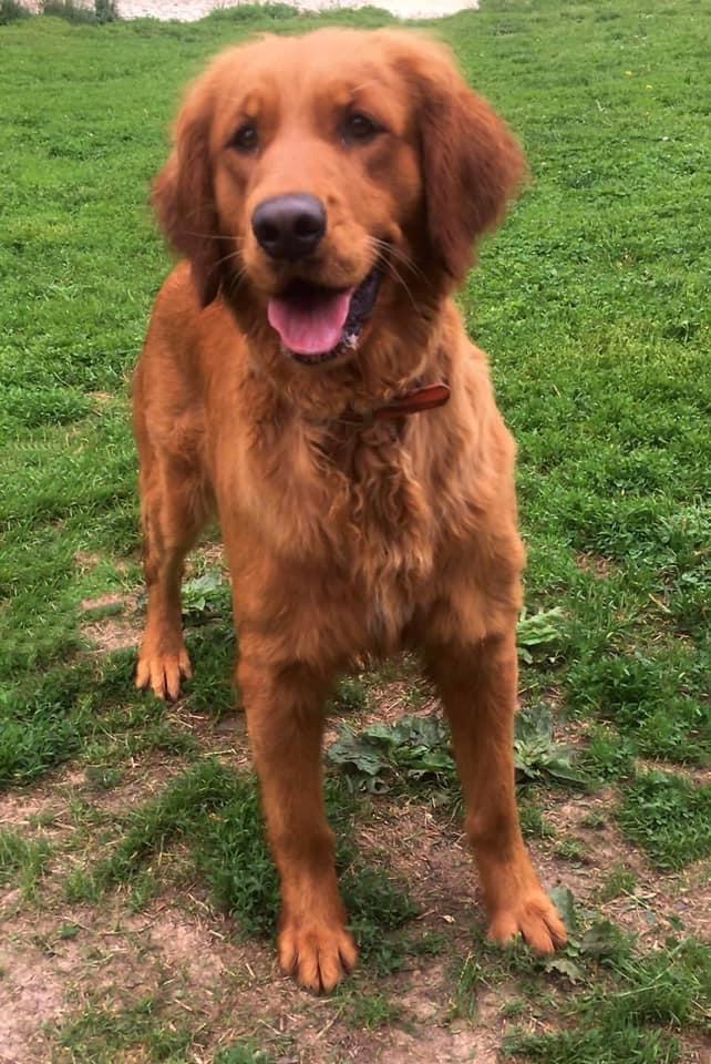 Dog picture