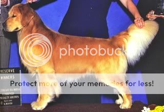Dog picture
