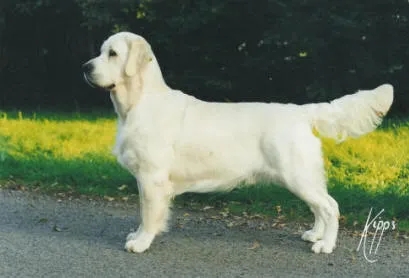 Dog picture