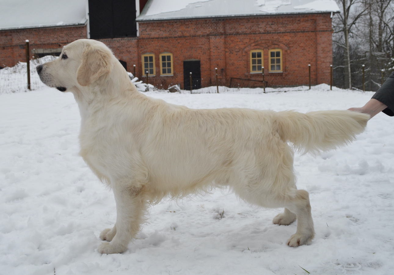 Dog picture