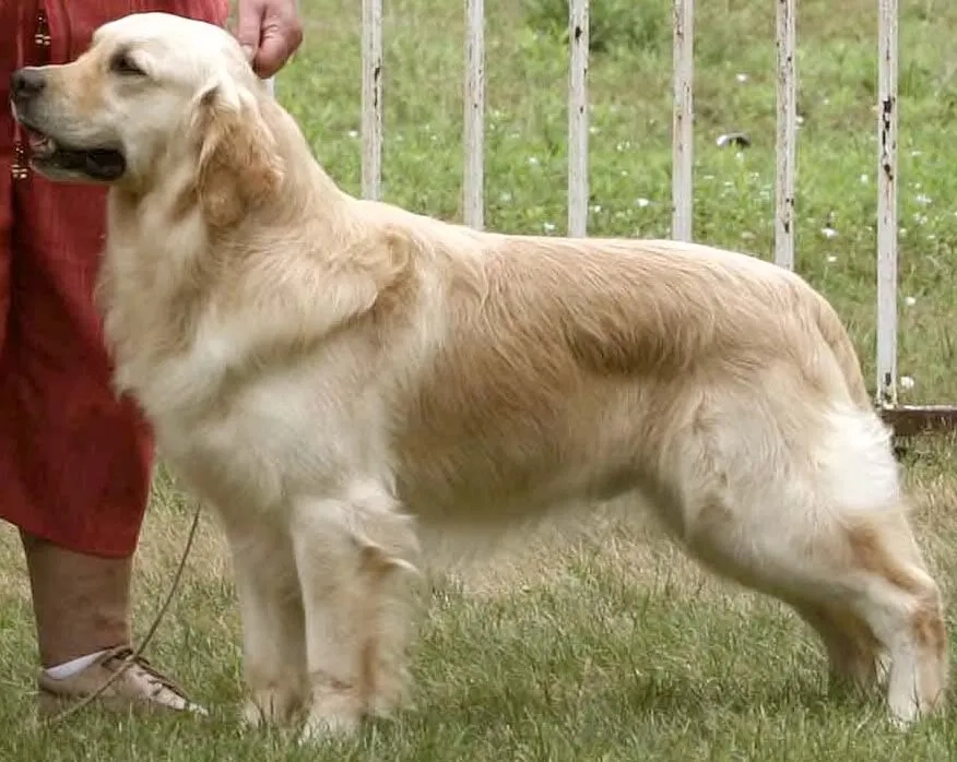 Dog picture
