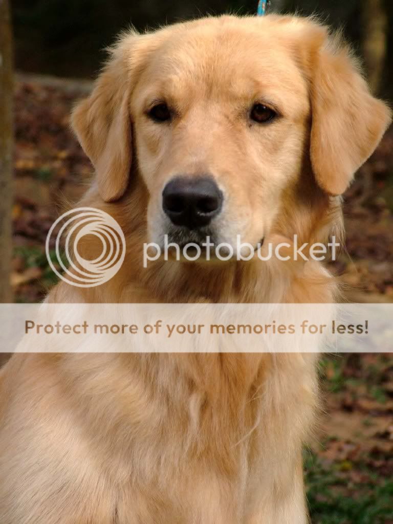 Dog picture