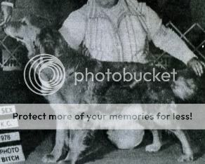 Dog picture