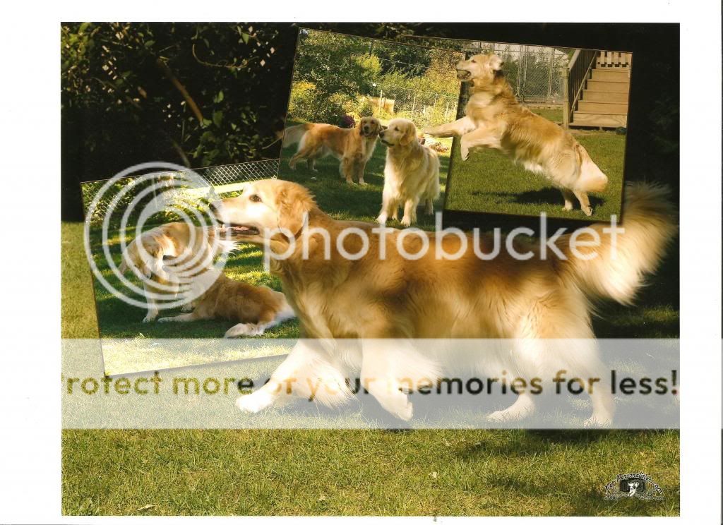 Dog picture