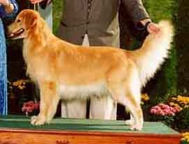Dog picture