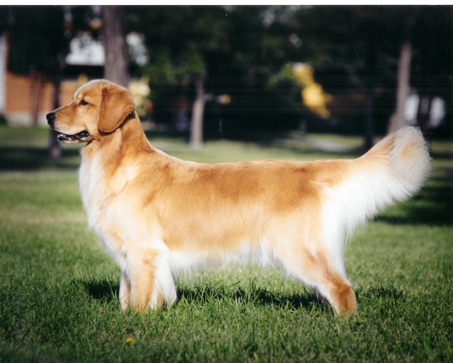 Dog picture