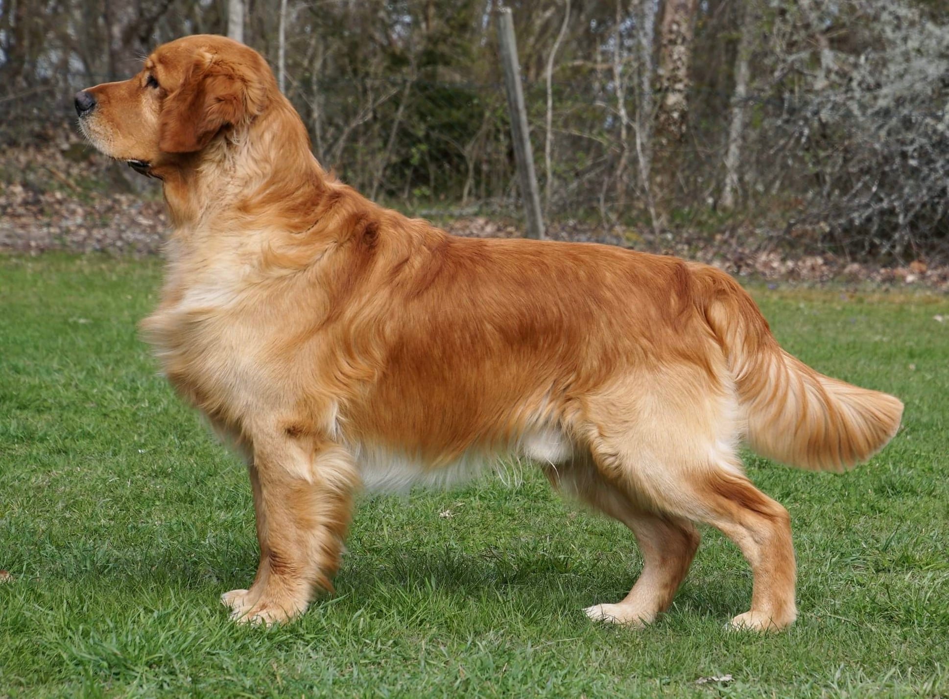Dog picture
