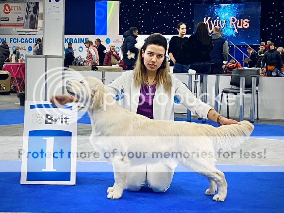 Dog picture