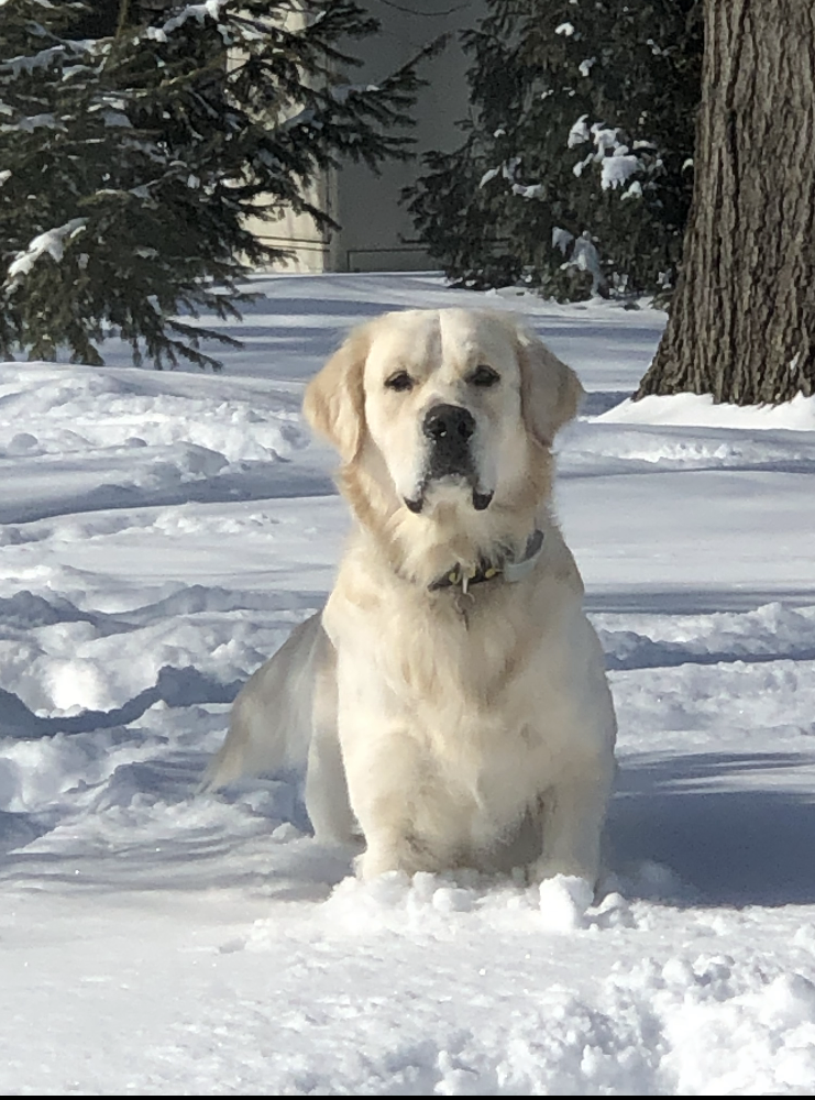 Dog picture