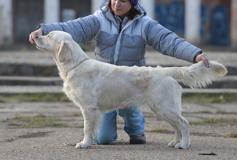 Dog picture