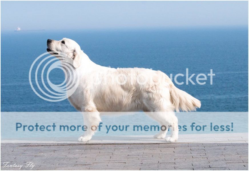 Dog picture
