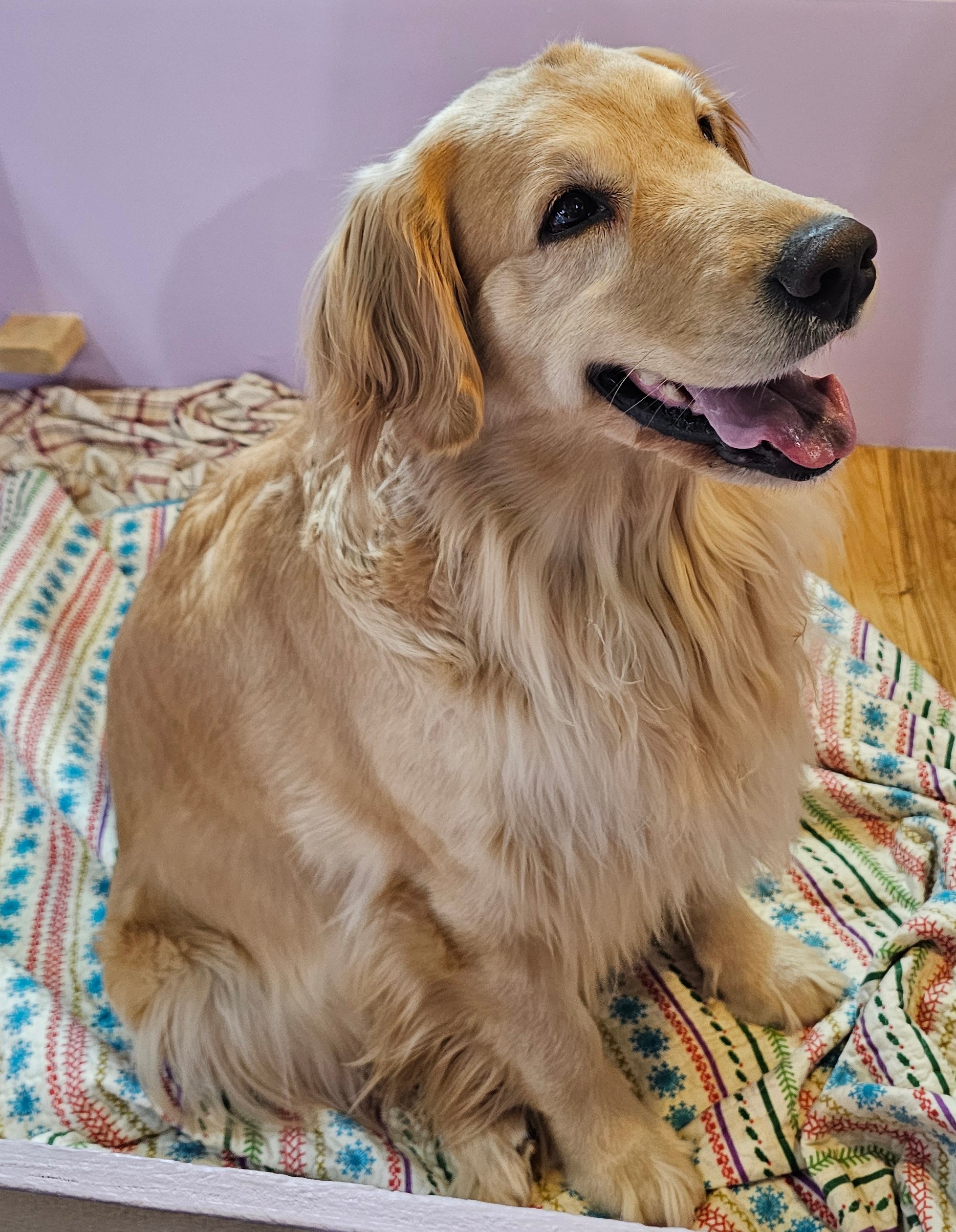 Dog picture