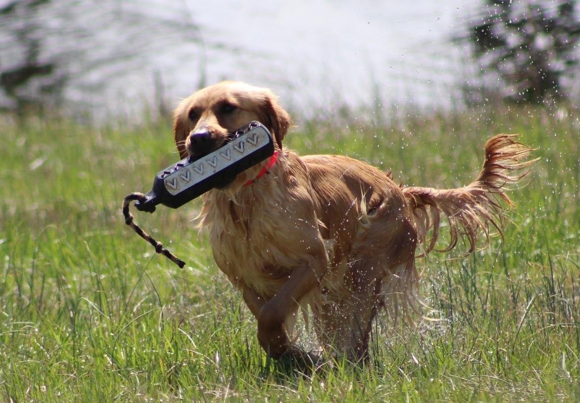 Dog picture