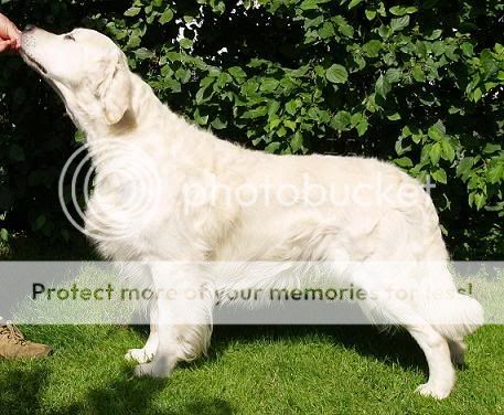 Dog picture