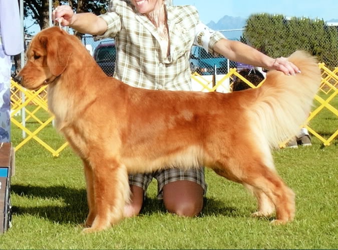 Dog picture