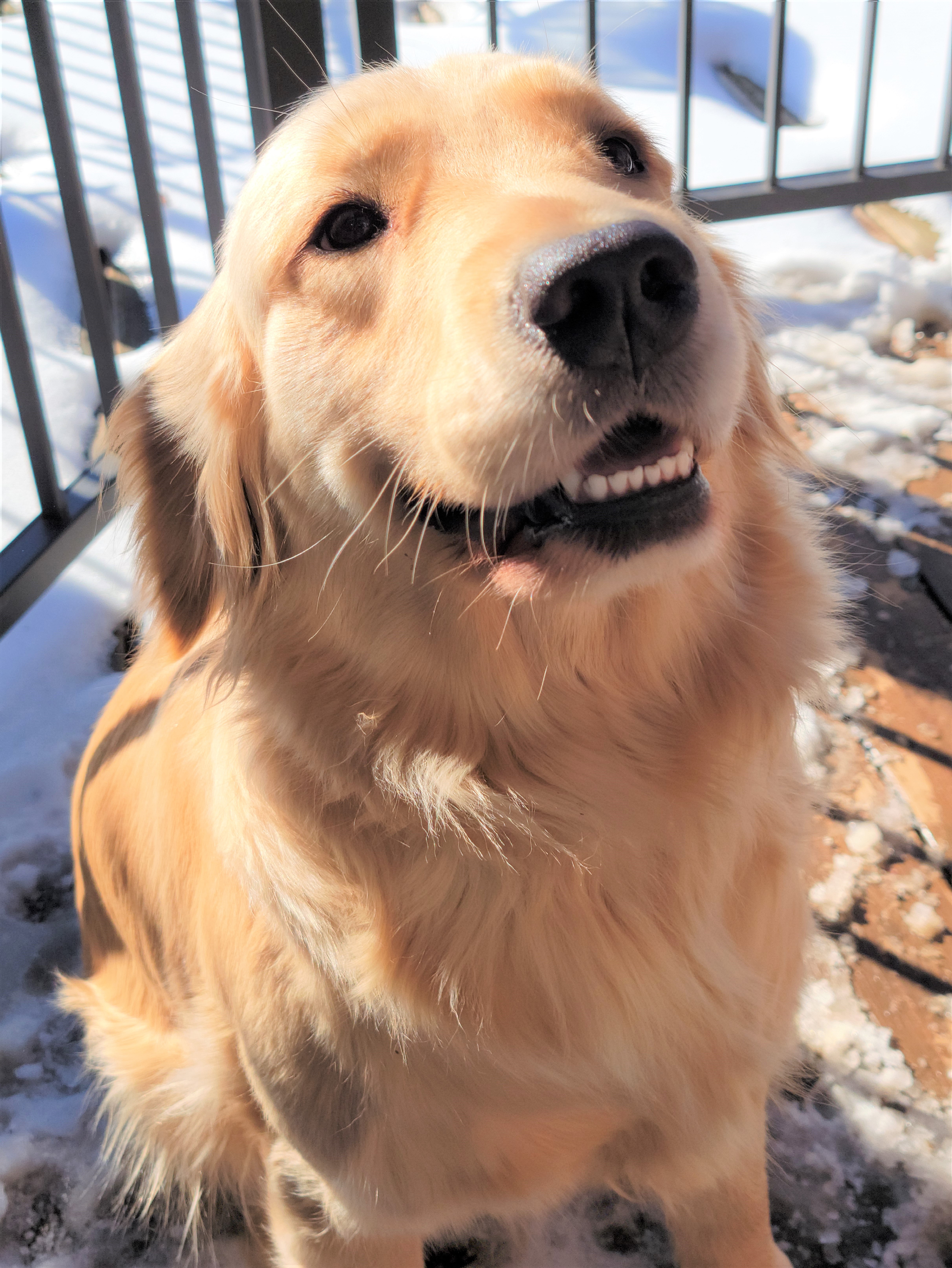 Dog picture