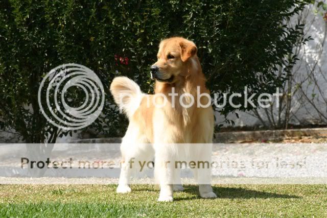 Dog picture