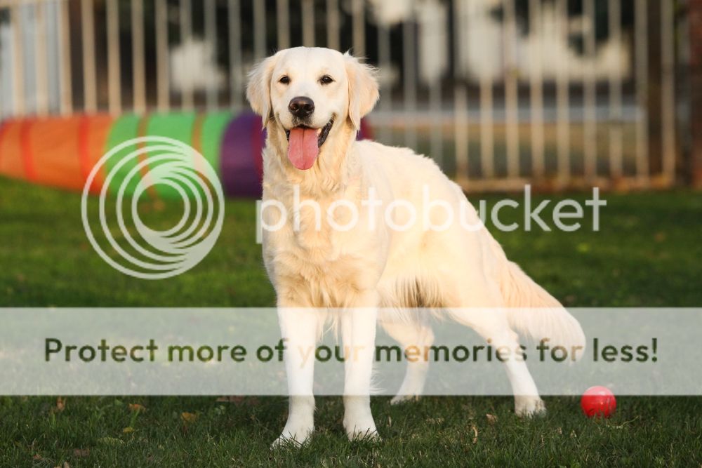 Dog picture