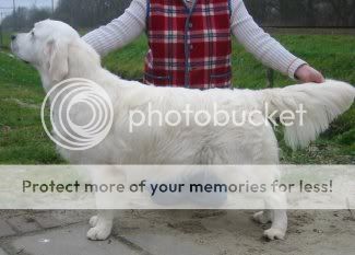 Dog picture