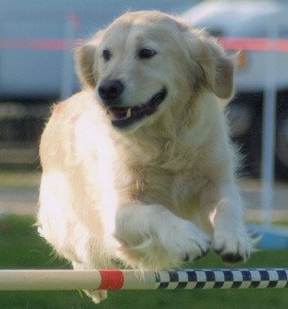 Dog picture
