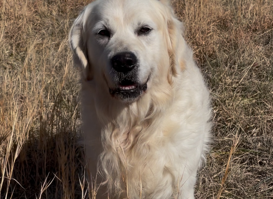 Dog picture
