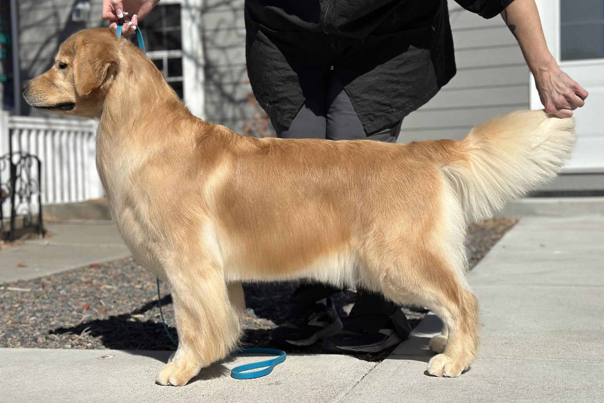 Dog picture