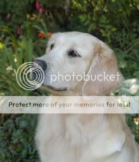 Dog picture