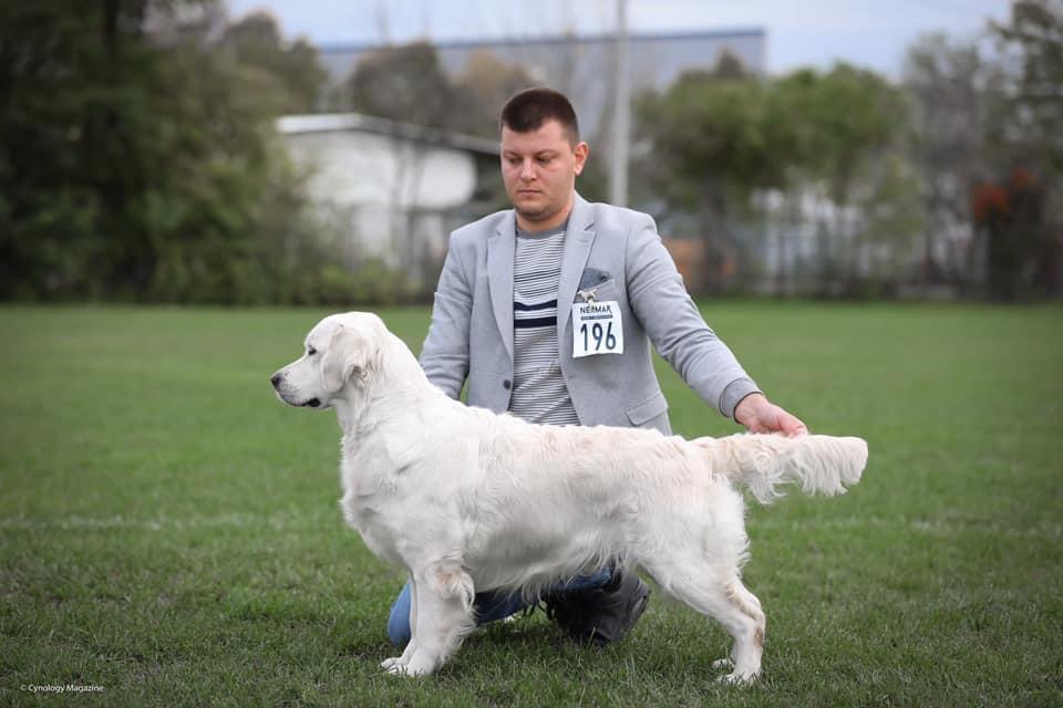 Dog picture