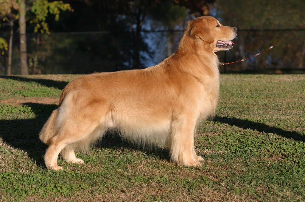Dog picture