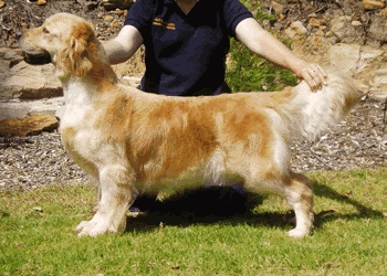 Dog picture