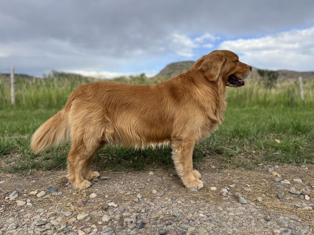 Dog picture