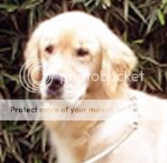 Dog picture