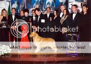 Dog picture