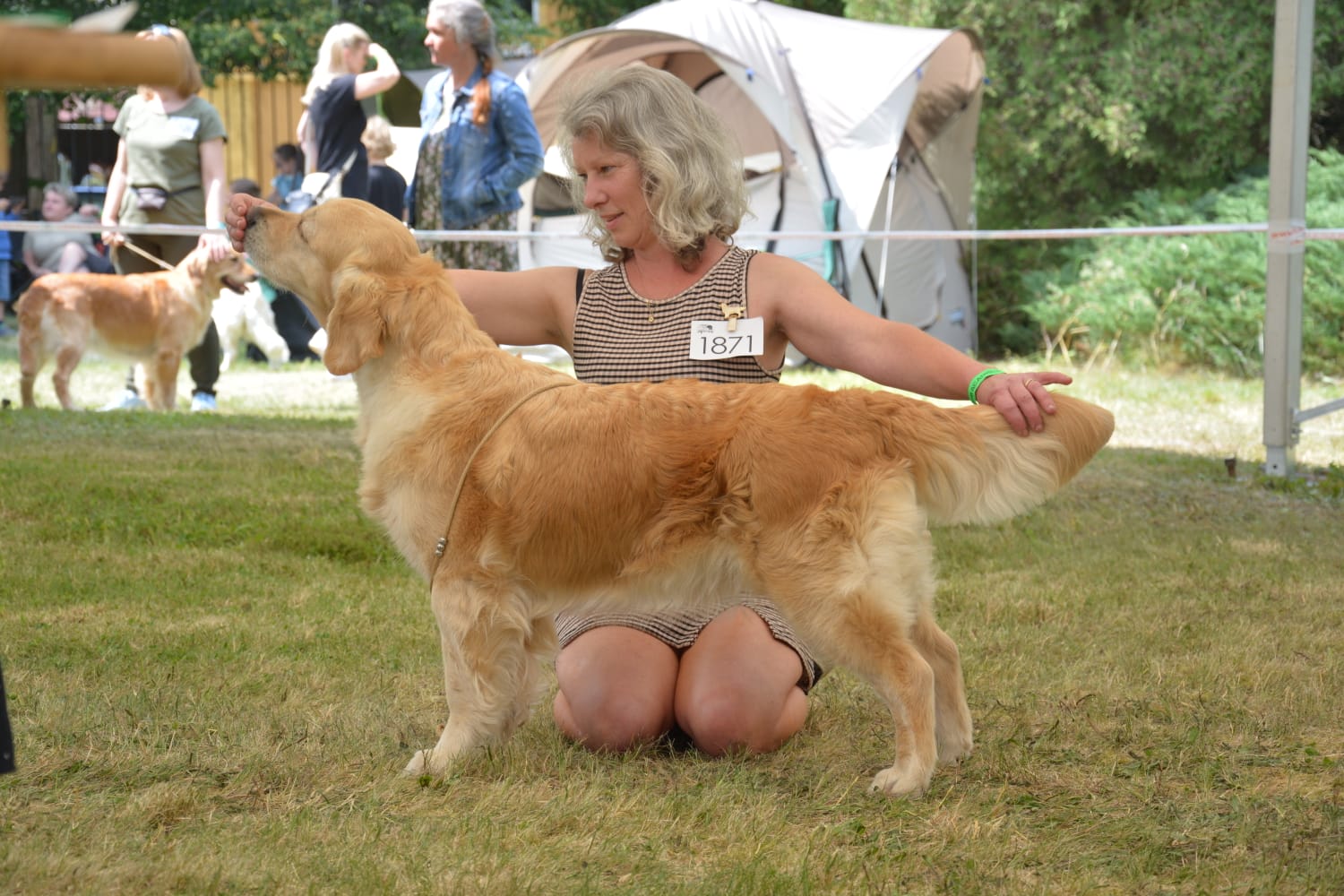 Dog picture
