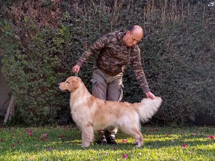 Dog picture
