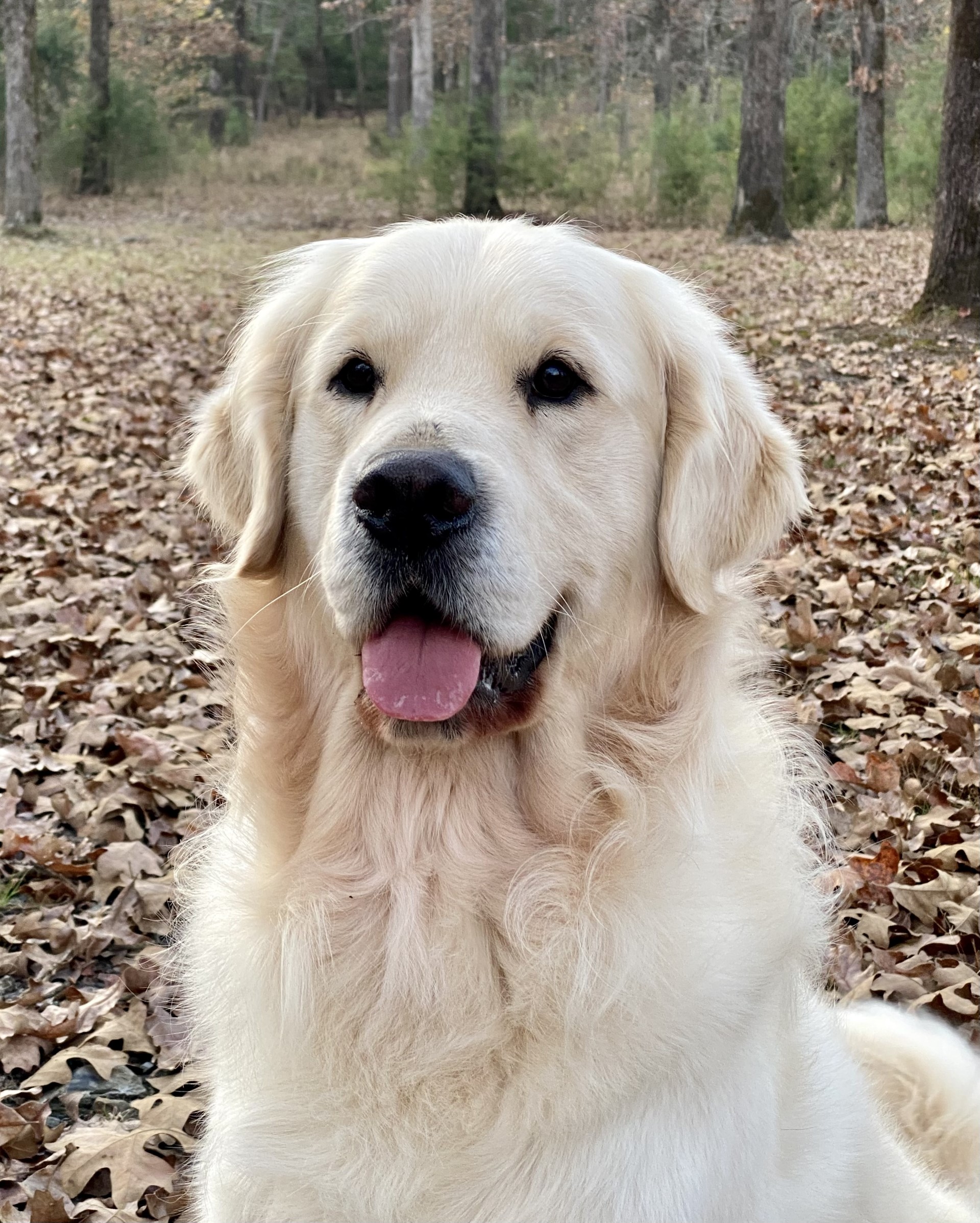 Dog picture